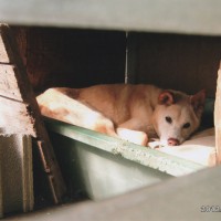 リボンはこの暑い夏を無事に越えました